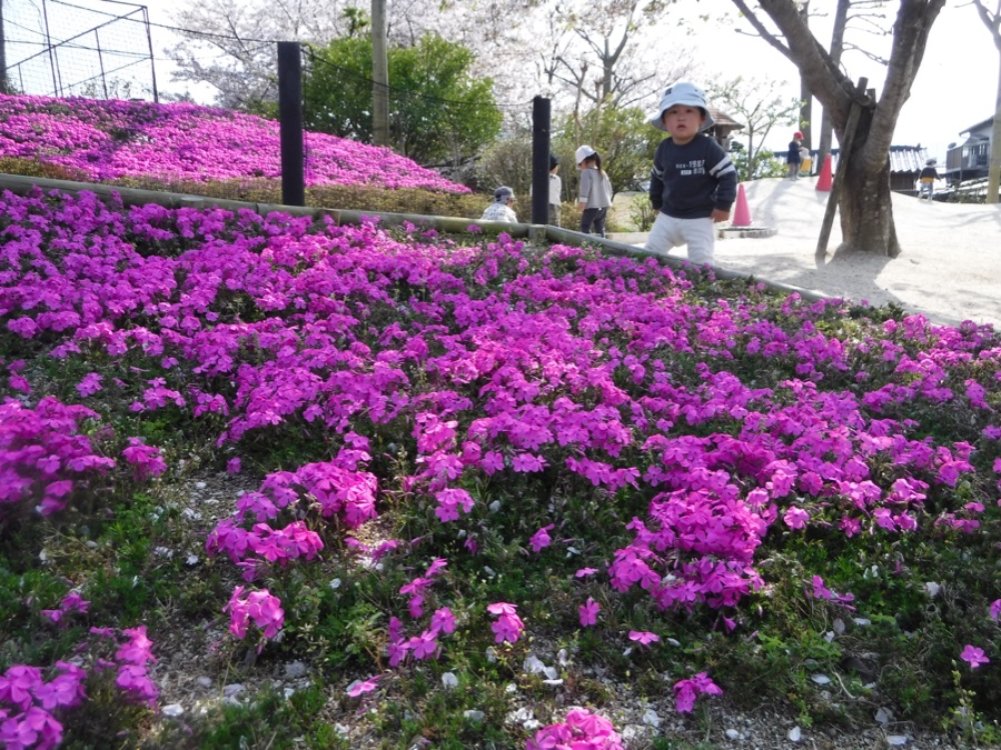 園庭の芝桜が今年も咲き出しました！２０１９